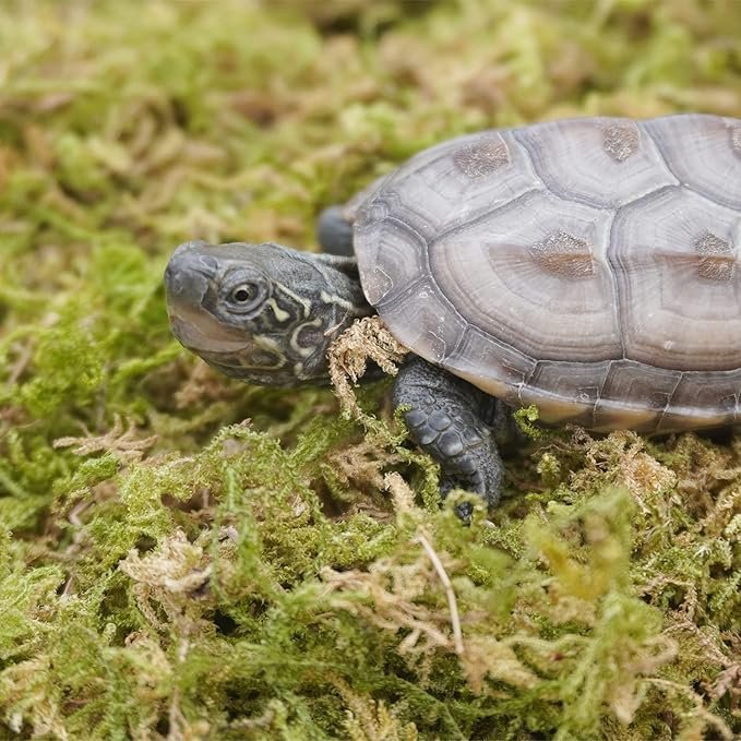 Mousse pour tortue terrestre dans un terrarium