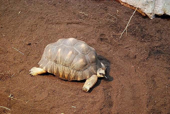 Substrat pour tortue terrestre – terre naturelle en sac 20L, absorbe l’humidité, idéal pour terrarium ou enclos intérieur