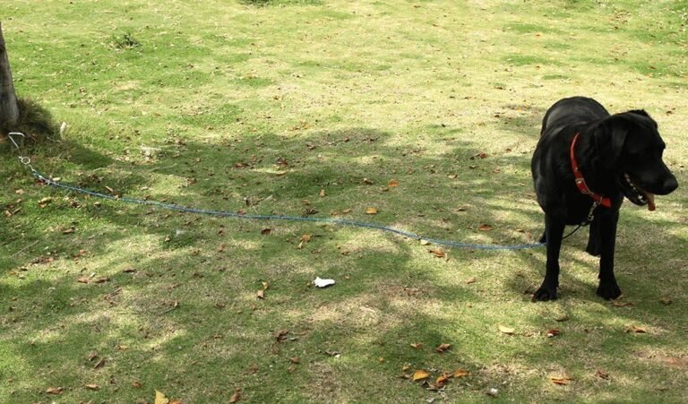 Câble Attache Chien,Piquet en Acier dans l'herbe