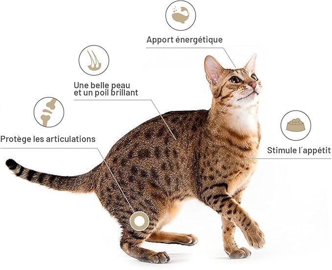 chat avec bienfait de l'huile de saumon