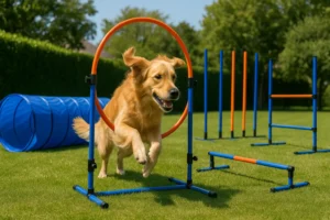 Chien en plein saut à travers un cerceau d’agility dans un jardin, avec tunnel bleu et slalom en arrière-plan