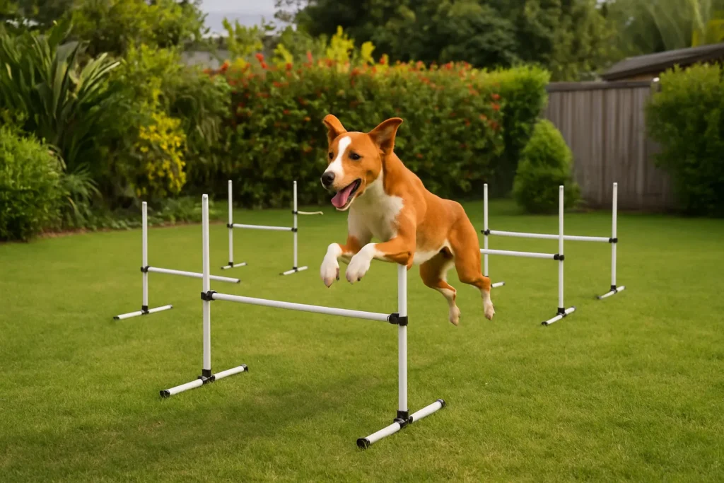 Obstacle Agility pour Chien – Kit Haies Réglables Extérieur