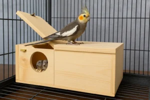 Nichoir pour calopsitte – Bois naturel avec fenêtre
