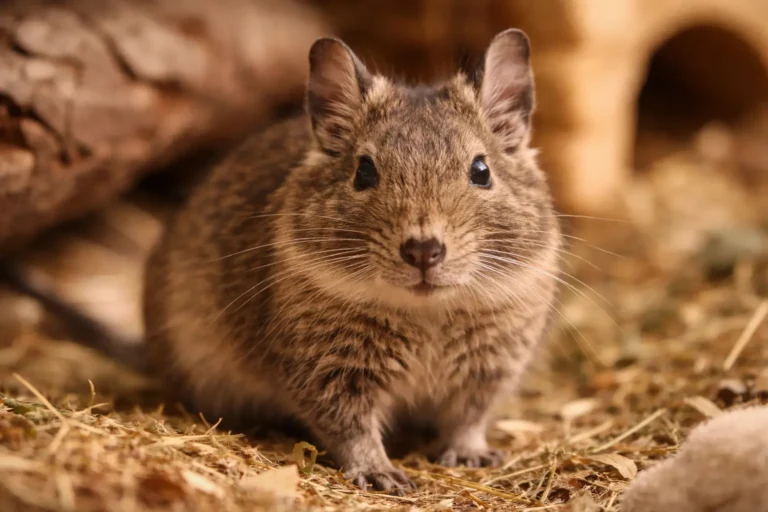 Caractéristiques de l’octodon : morphologie, comportement et particularités