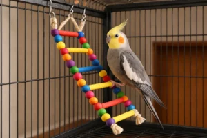 Échelle Colorée pour Calopsitte – Ludique et Amusant
