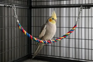 Perchoir en Corde pour Calopsitte – Confort et Stimulation