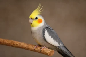 Aide Mue Liquide pour Calopsitte – Vitamines et Minéraux