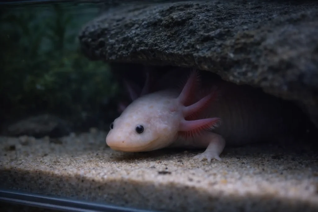 stress axolotl comportement anormal aquarium erreur interaction