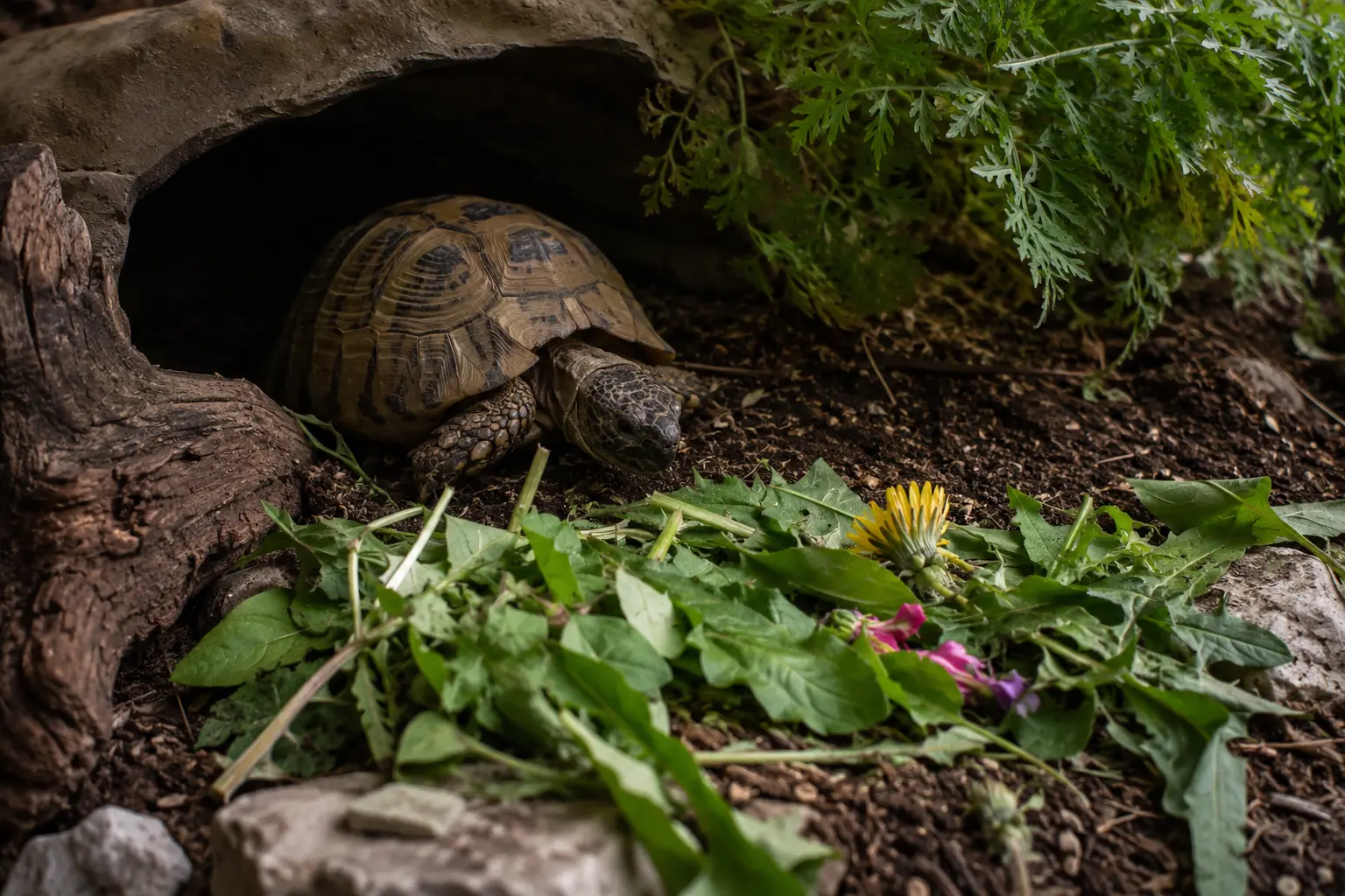 Ma tortue terrestre ne mangeait plus : ce que j’ai compris trop tard