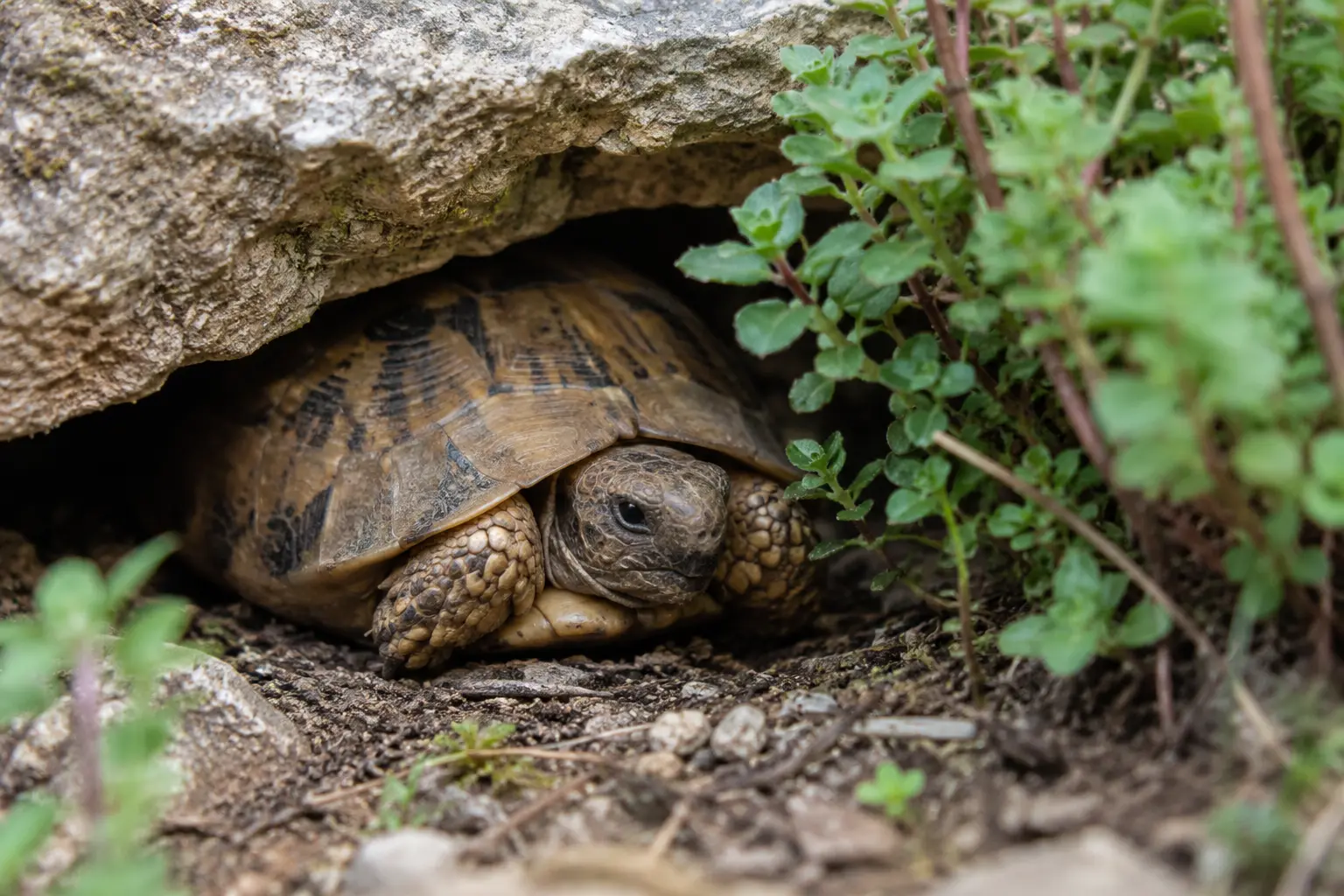Signes de stress chez une tortue terrestre : comment les reconnaître ?