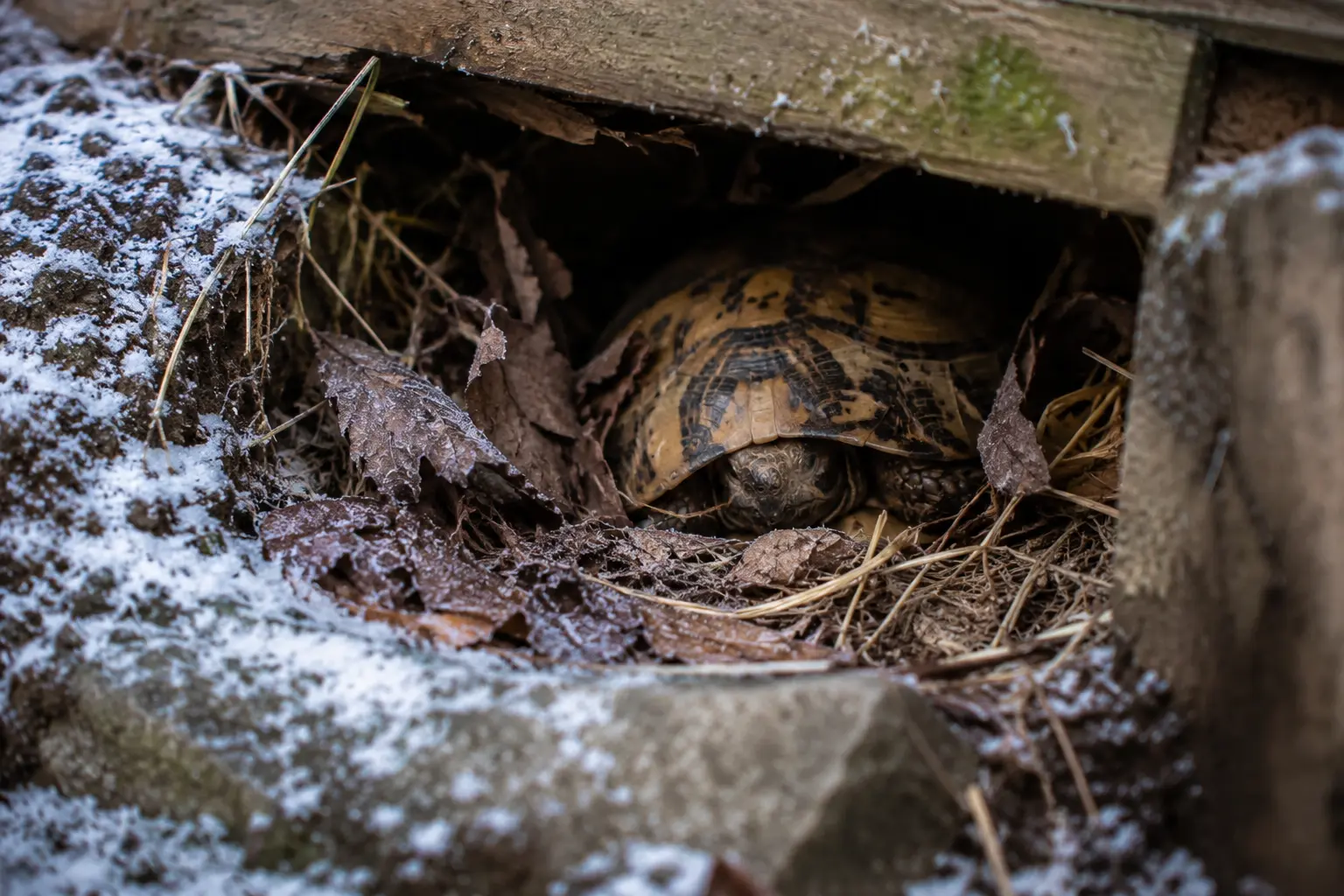 J’ai cru que ma tortue terrestre allait mourir pendant l’hibernation