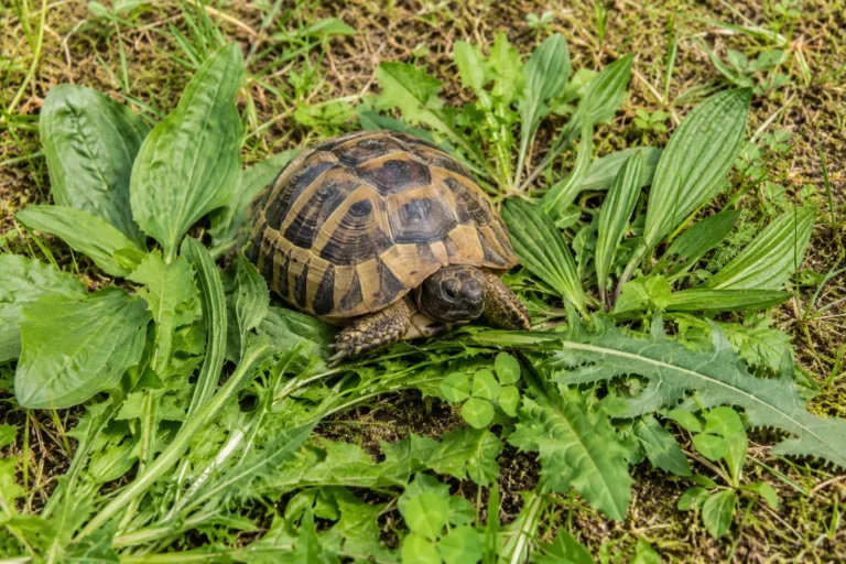Plantes sauvages comestibles pour tortue terrestre
