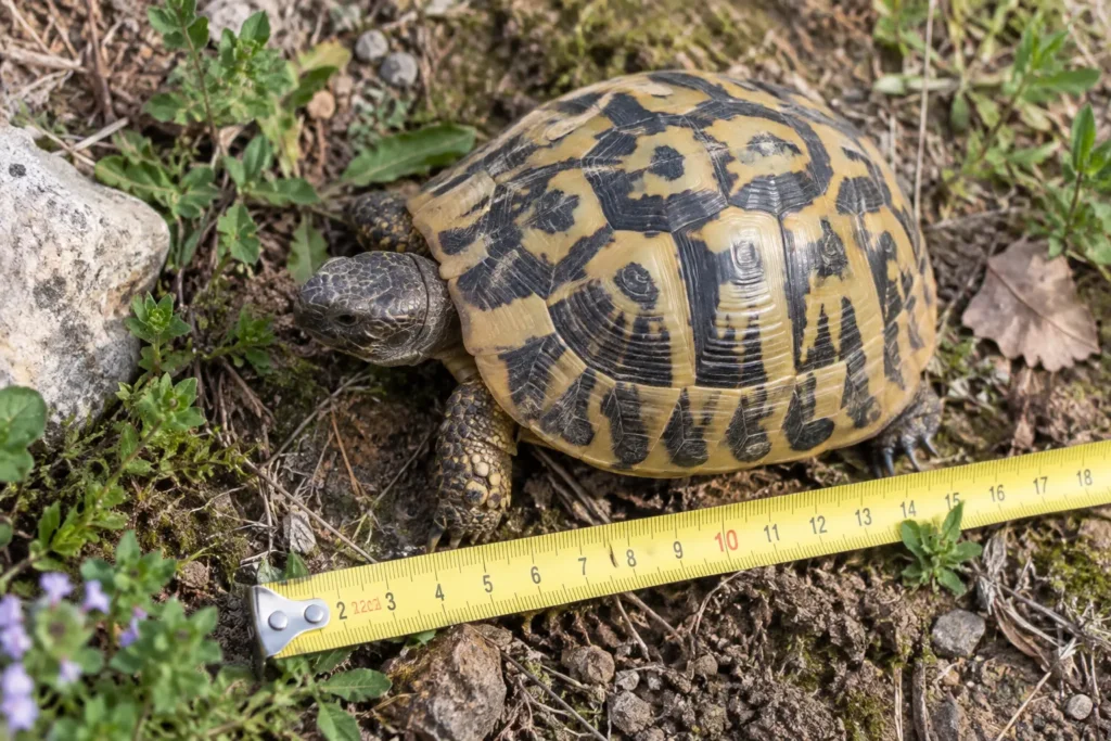 Mesurer la longueur de la carapace d’une tortue d’Hermann